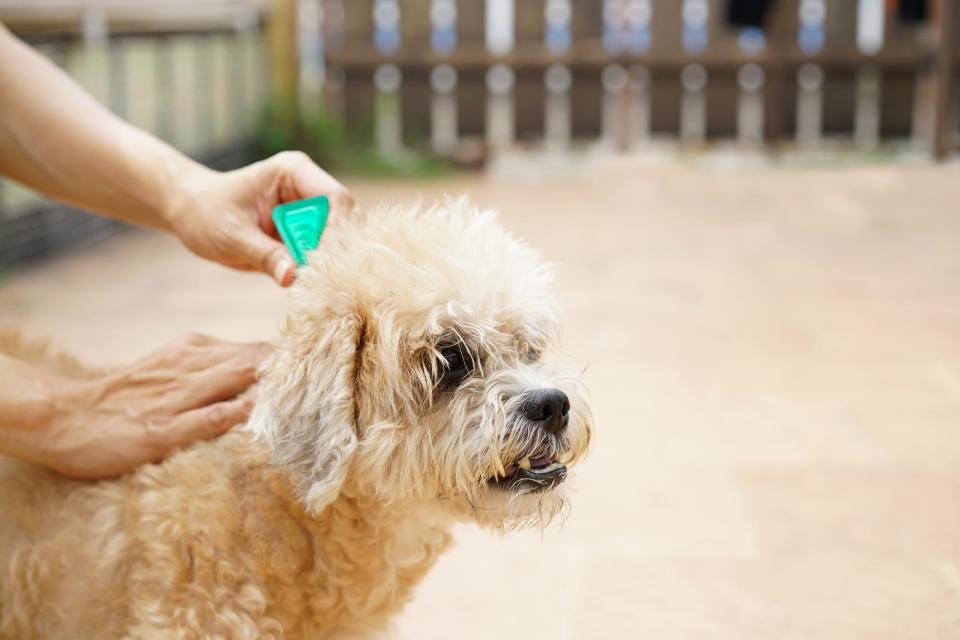 Flea and tick treatments help protect your pet.