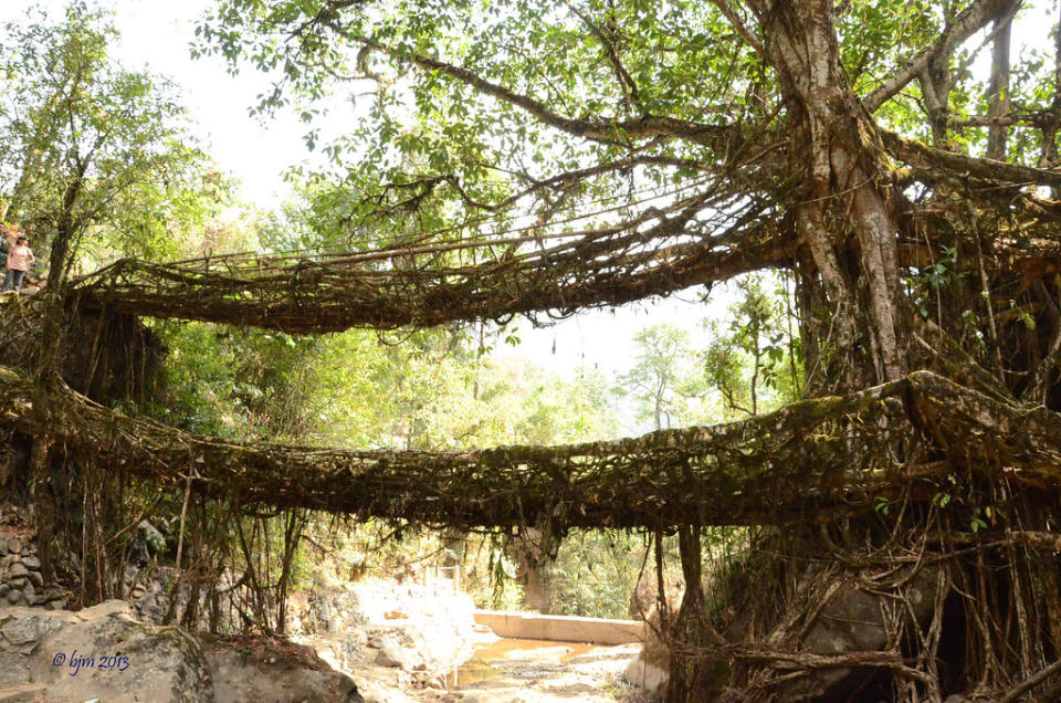 The double decker living root bridge