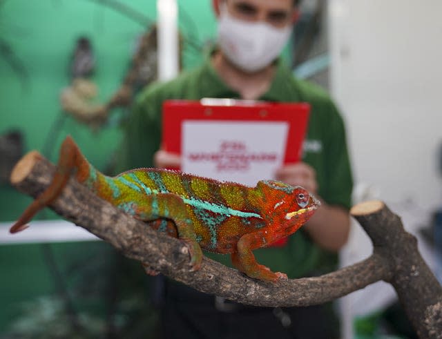 A panther chameleon 