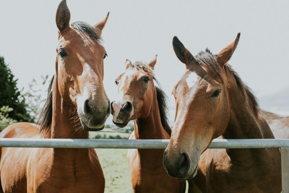 three brown horses looking over a metal gate