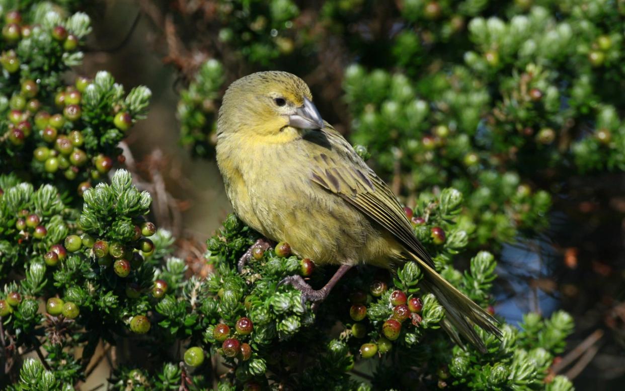 There are thought to be only 85 pairs of these buntings left in the world - RSPB