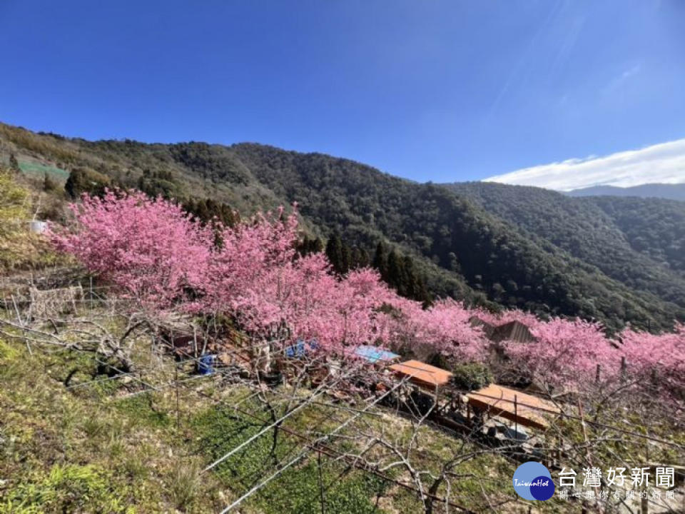 北橫櫻花季。