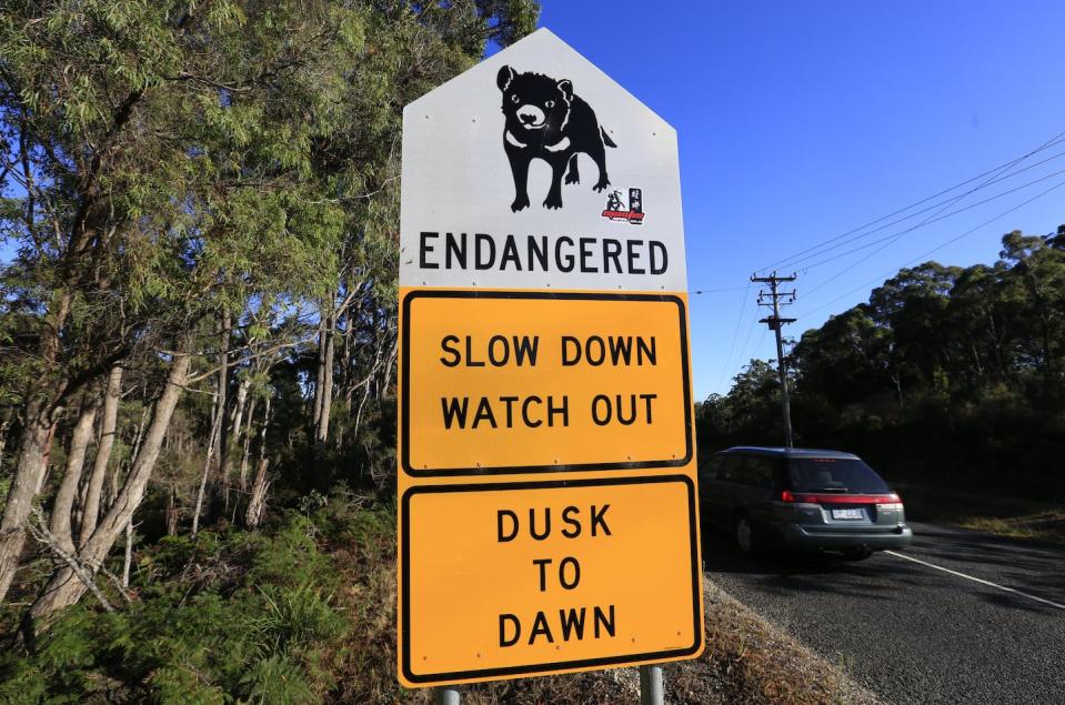 Tasmanian devils eating roadkill can be killed by vehicles. Barbara Walton/EPA