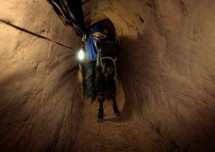 A Palestinian smuggler pushes a calf through a tunnel beneath the Egyptian-Gaza border October 24, 2008. REUTERS/Mohammed Salem/File Photo