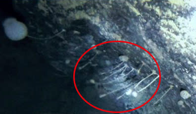 Sponge-like creatures attached to a boulder found by scientists under Antarctica's ice shelves.