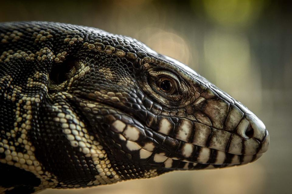 Tegu lizards can grow to 5 feet in length.