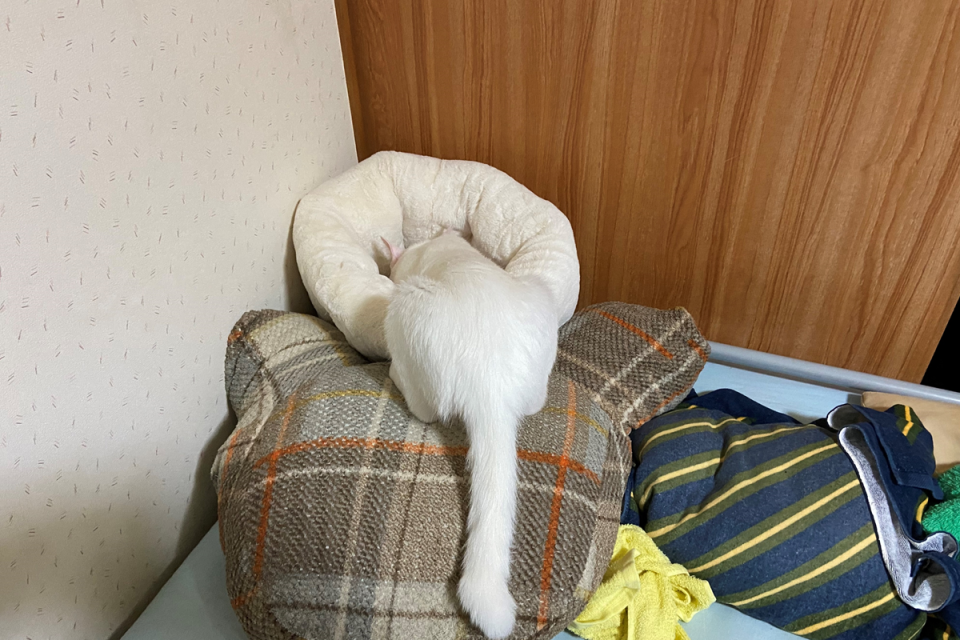 <p>一隻白貓鑽進窩裡睡覺，沒想到竟完美融入白色的窩！（圖／Twitter@dolf777）</p>
