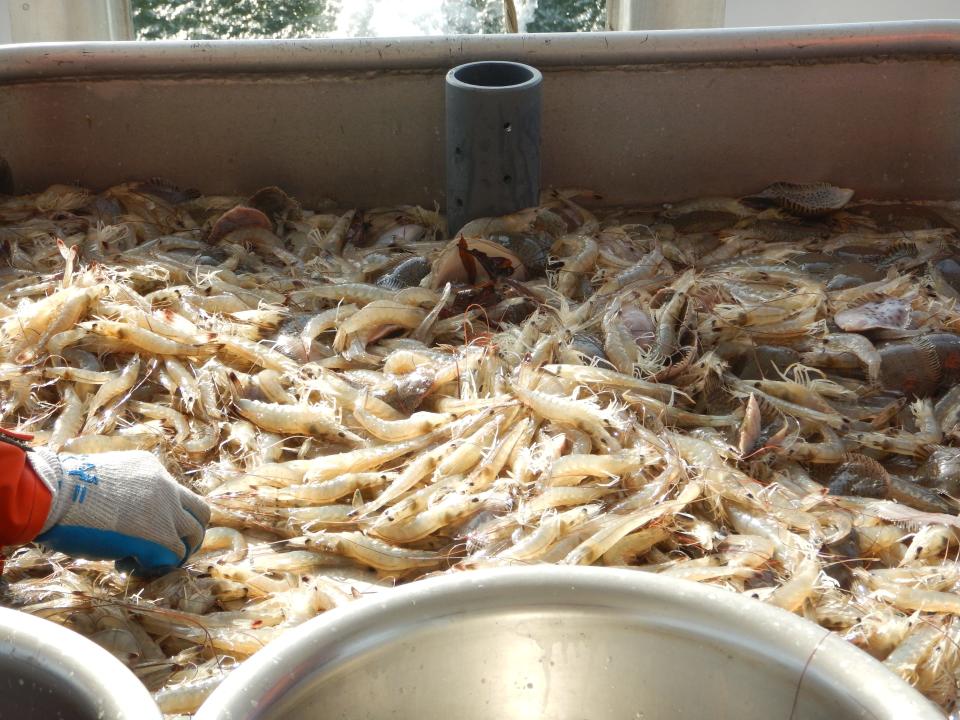 White shrimp are being harvested for the first time from an experimental fishery off the coast of Virginia. Warming water, changing currents and wind might all contribute to the fishery's appearance, biologists say.