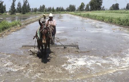 A farmer flattens the soil using a horse to prepare his land for growing rice in the 6th of October village in the Nile Delta province of Al-Baheira, northwest of Cairo, Egypt in this May 22, 2014 file photo. REUTERS/Asmaa Waguih/Files
