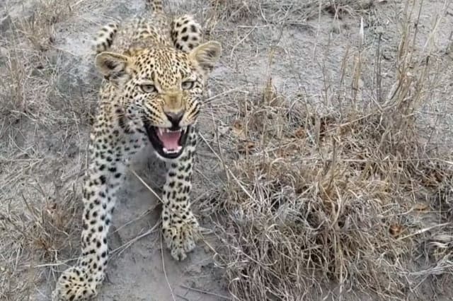 This is the moment a wildlife photographer finds himself face to face with a curious leopard