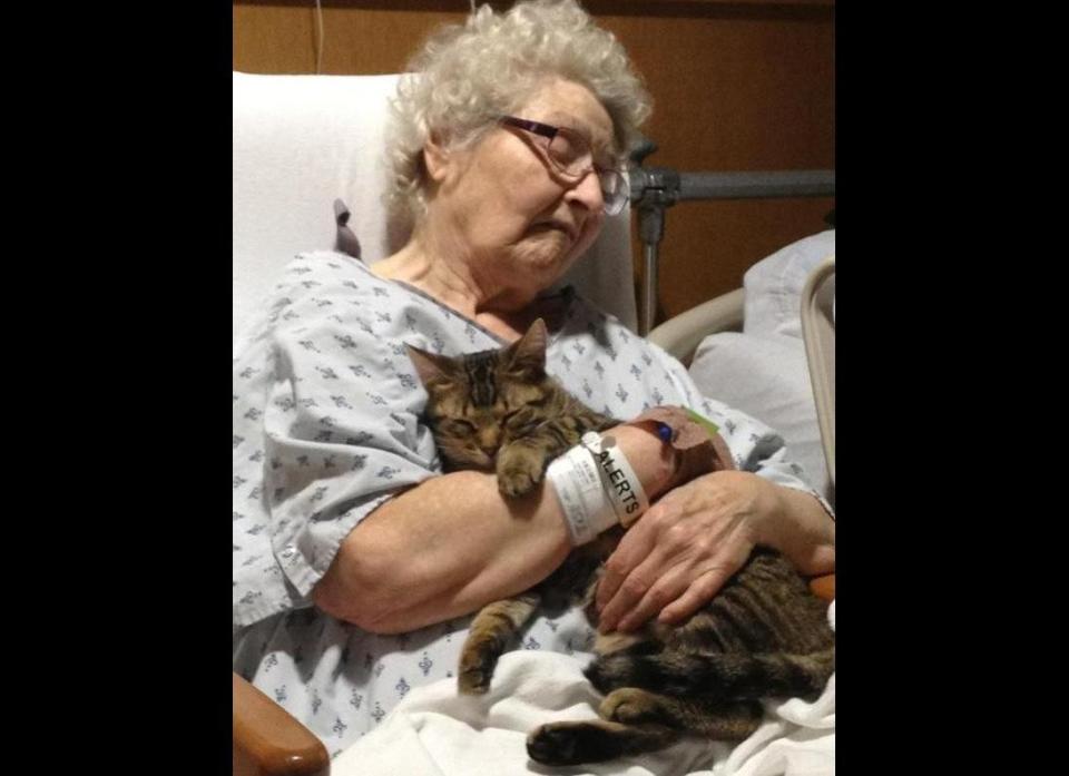 Vincent the cat visits his owner, who broke her hip, in the hospital.    (<a href="http://imgur.com/PLT2N" target="_hplink">Image via Imgur</a>)