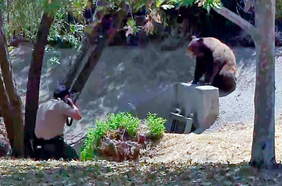 Animal control shoot the bear with a tranquilizer (AP)