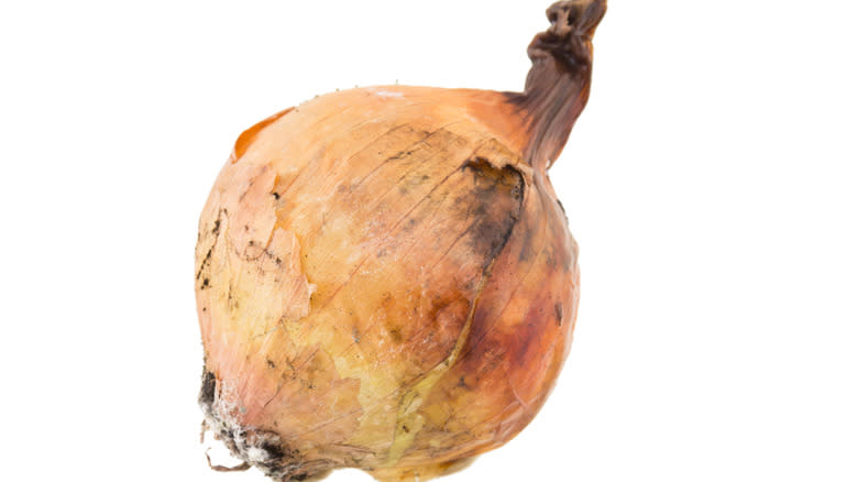 rotten onion