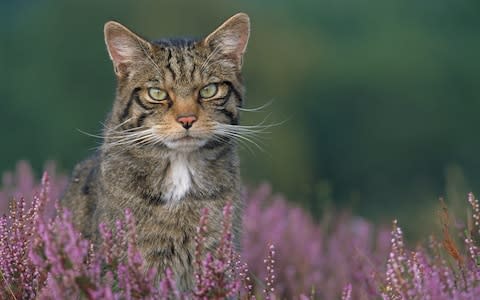 A Scottish wildcat sits in heather in the Cairngorms National Park, Scotland - Credit: &nbsp;Barcroft Media