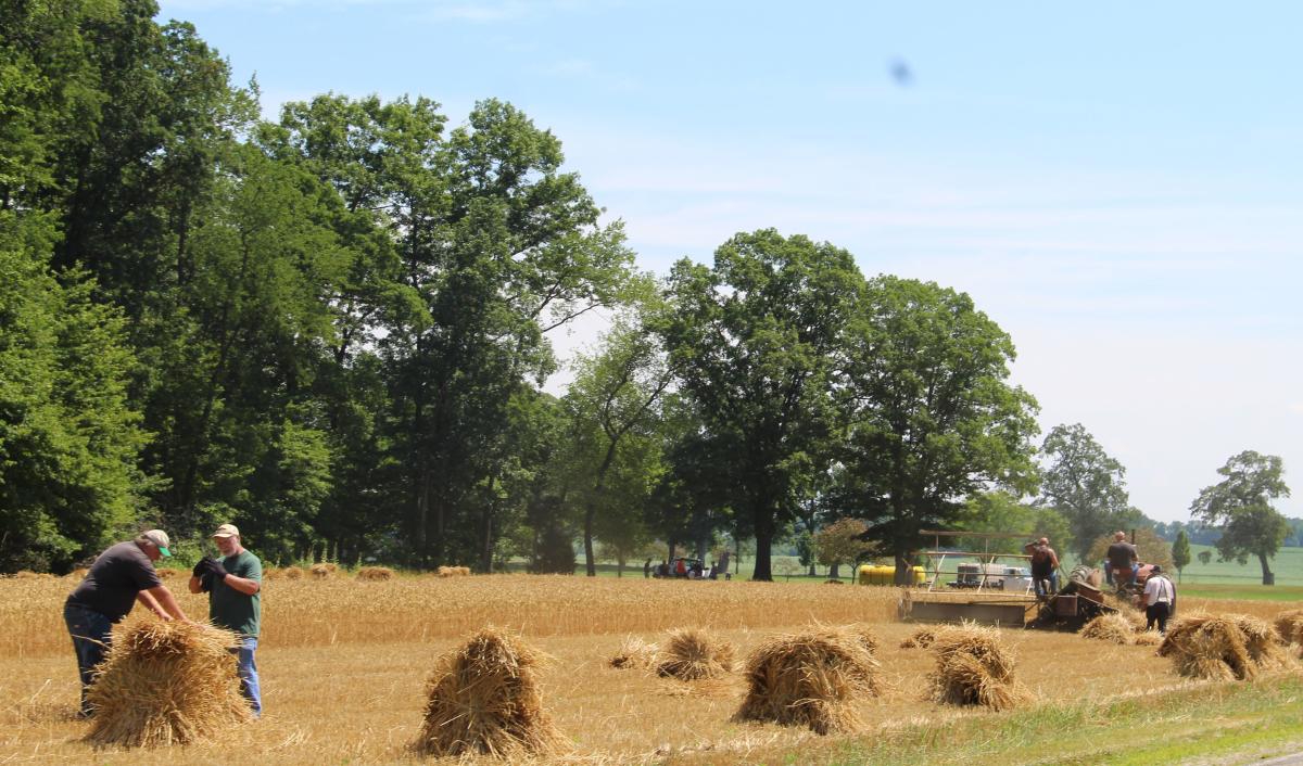 Burr Oak Heritage Festival preparation includes harvesting wheat with