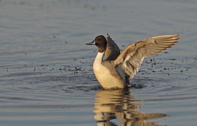 Monitoring duck numbers is key to maintaining healthy populations with proper management.