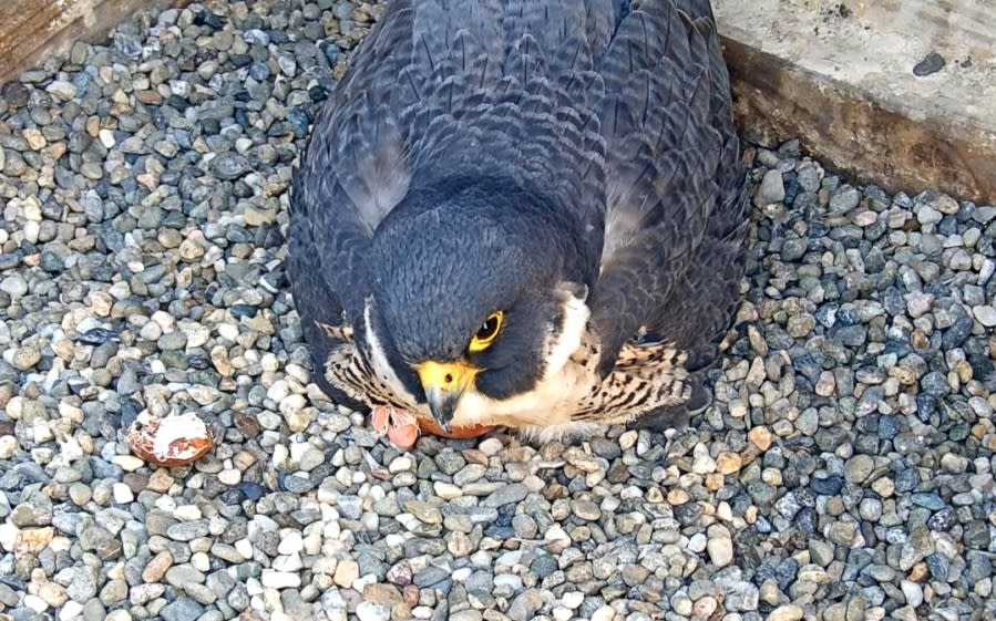 A second egg is seen hatching on April 22, 2024. (Image courtesy UC Berkeley / Cal Falcon Cam)