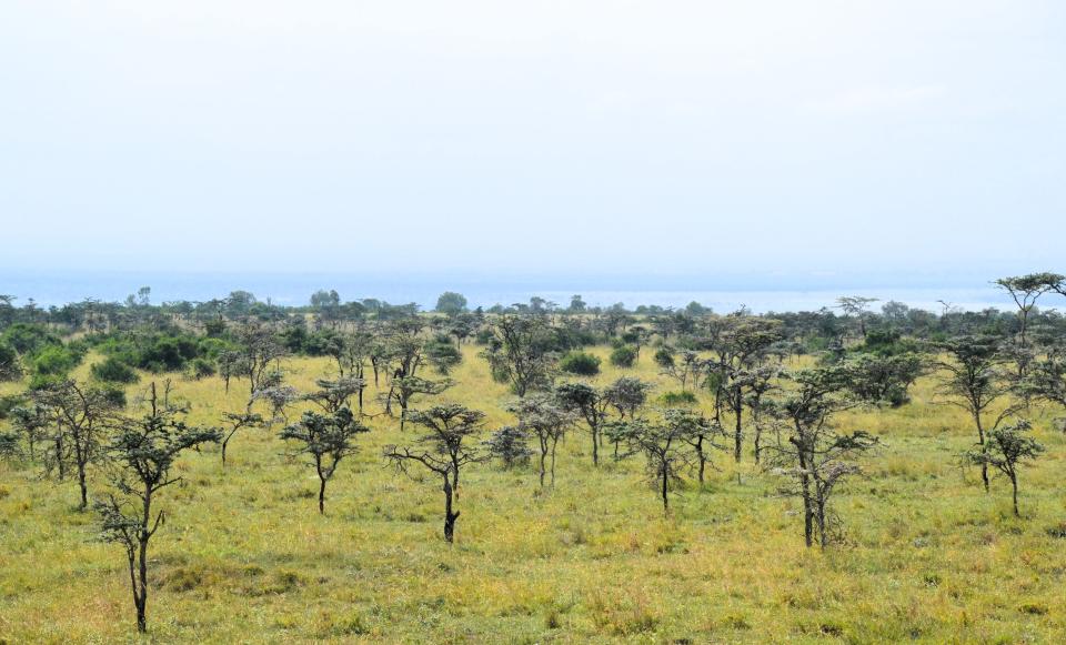 Native acacia ants (Crematogaster spp) protect whistling-thorn trees from elephants, allowing the trees to form near-monocultures across much of East Africa.