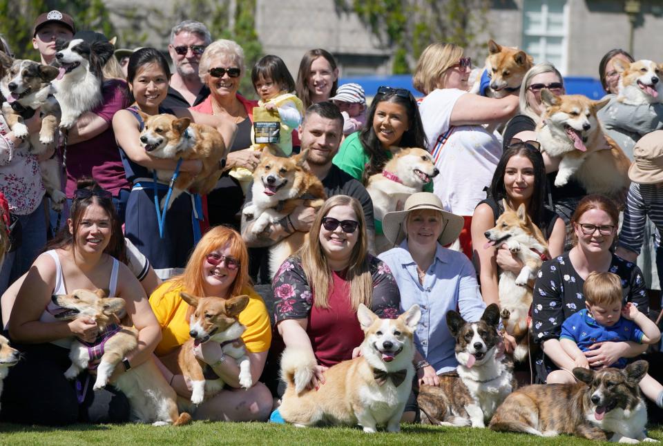 70 corgis posed on the front lawn at Balmoral during an event with the Corgi Society of Scotland to mark Queen Elizabeth II's Platinum Jubilee (PA)