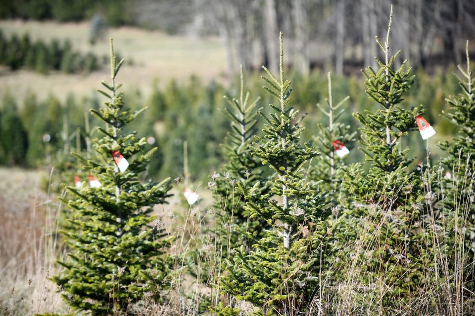 Trees await a home at Moore's Christmas Tree Farm in Marlboro Township.