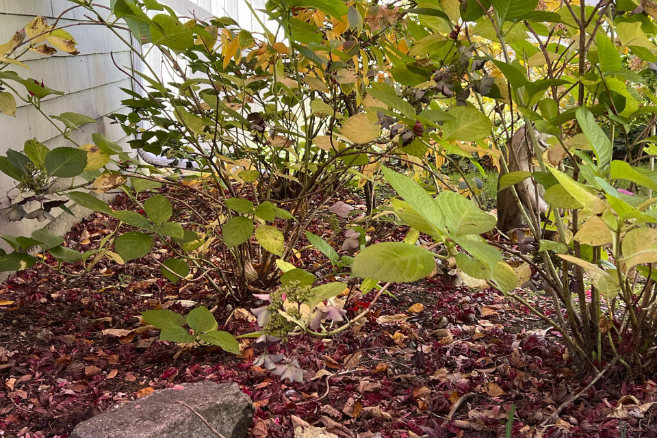 This Nov. 23, 2023, image provided by Jessica Damiano shows fallen leaves that have been pushed into a garden border to serve as mulch on Long Island, N. Y. (Jessica Damiano via AP)