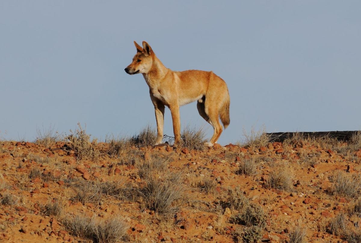 Research challenges perception that dingoes are virtually extinct