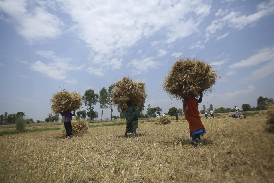 Indian farmers carry wheat after harvesting at a field near the India Pakistan border during a lockdown to curb the spread of the new coronavirus in Ranbir Singh Pura, outskirts of Jammu, India, Wednesday, May 6, 2020. (AP Photo/Channi Anand)