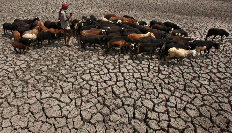 FILE - In this April 14, 2010 file photo, a shepherd walks with a herd of sheep as he crosses a dried water bed in the outskirts of Hyderabad, India. Studies have shown climate change has worsened droughts, downpours and heat waves that have killed thousands of people. (AP Photo/Mahesh Kumar A., File)