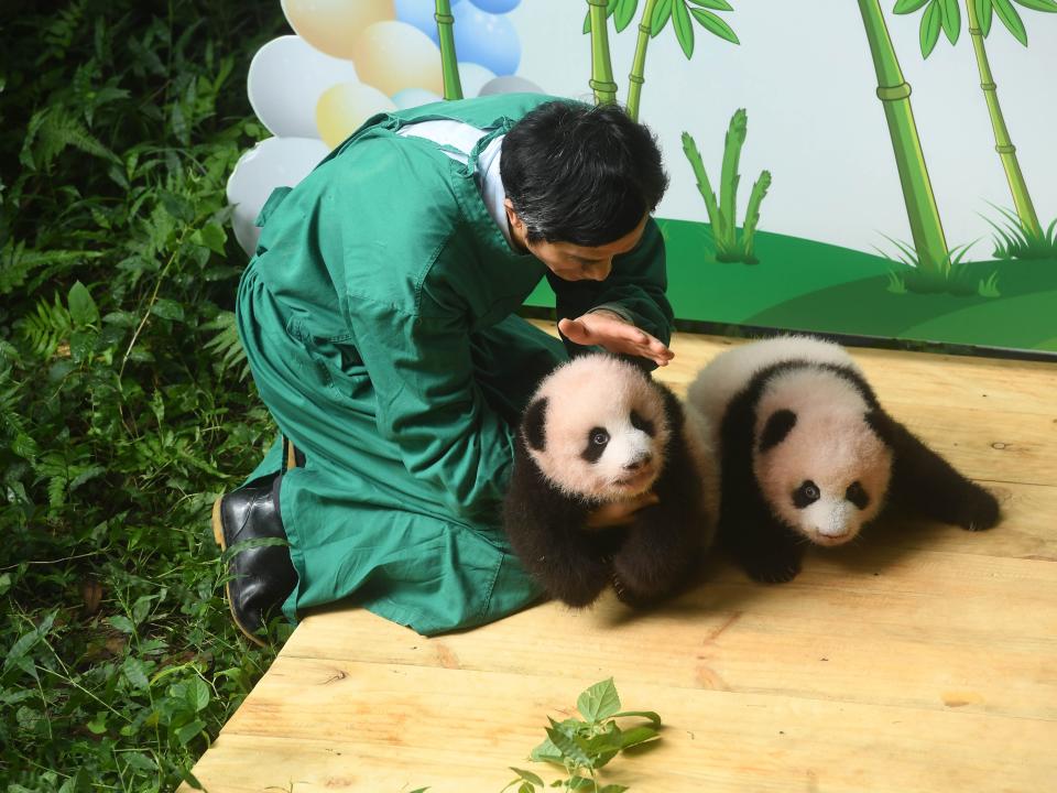 Zoo worker caring for giant panda twins
