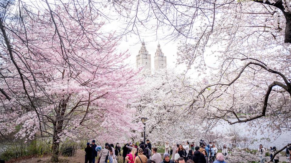 <div>People enjoy blooming cherry blossoms at the Central Park on April 6, 2024 in New York City. (Photo by Liao Pan/China News Service/VCG via Getty Images)</div>