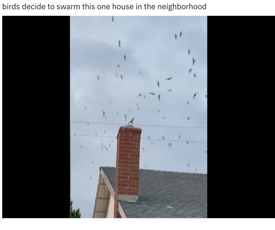 Birds swarming a house