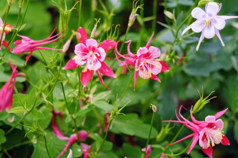 Columbine