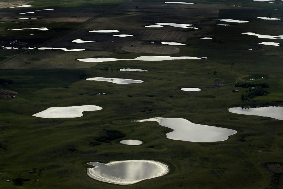 Una serie de pequeños humedales salpican una pradera en Dakota del Norte, el 20 de junio de 2019. La lluvia se acumula en los hoyos y saca rápidamente los insectos de la tierra. (AP Foto/Charlie Riedel)