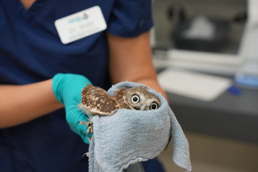 Burrowing Owls (Photo: San Diego Humane Society's Project Wildlife)
