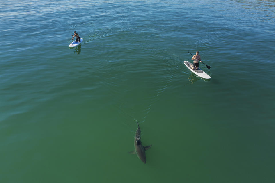 In this drone image provided by researchers with the Shark Lab at Cal State Long Beach, shows a juvenile white shark swimming close to kayaks on a long board along the Southern California coastline, Nov. 14, 2021. Researchers at CSULB Shark Lab, used drones to study juvenile white sharks and how close they swim to humans in the water. There were no reported shark bites in any of the 26 beaches surveyed between January 2019 and March 2021. (Carlos Gauna/CSULB Shark Lab via AP)