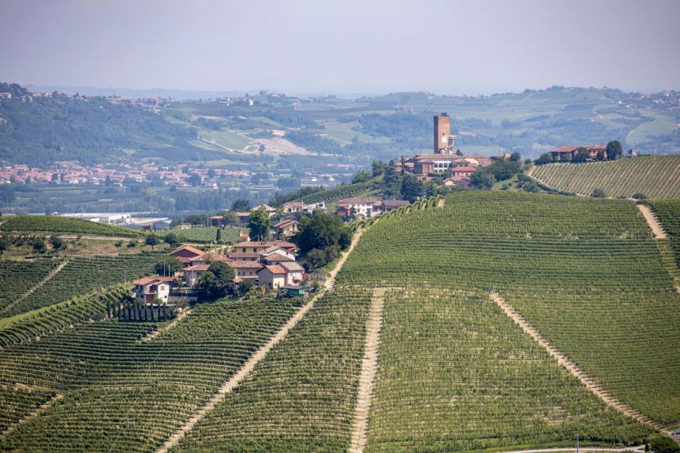 Barbaresco wine is produced in the vineyards of the Piedmont region (Archivio Ente Turismo)