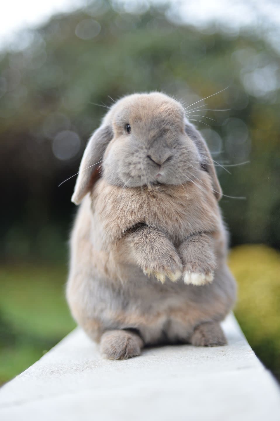 rabbit breeds mini lop
