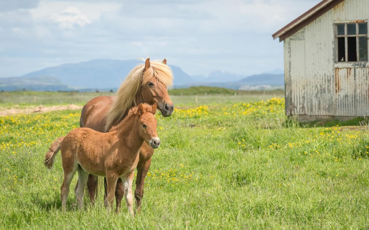 The company will even look after your horses - Getty Images