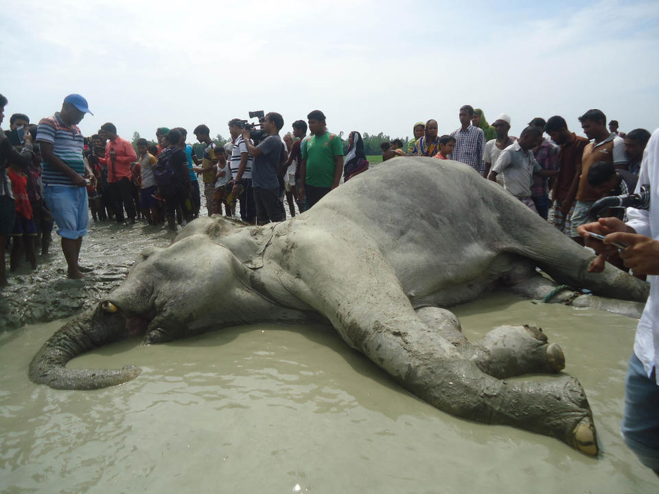 Elephant that crossed from India to Bangladesh dies