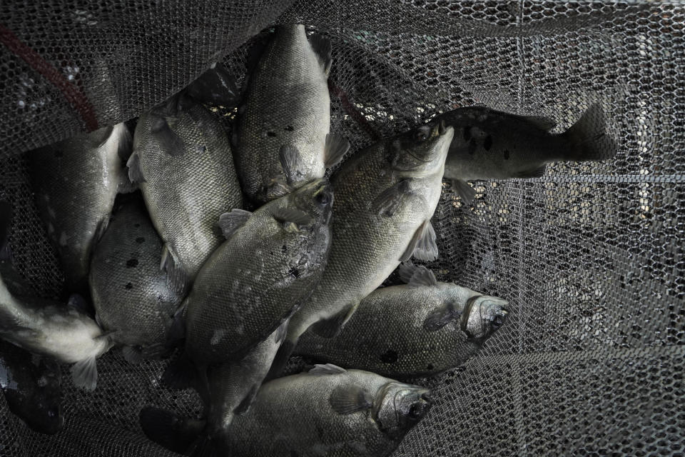 The fish of MoVertical Farm are seen on net beside a shipping container in Yuen Long, Hong Kong's New Territories on Tuesday, Sept. 22, 2020. Operating on a rented 1,000 square meter patch of wasteland in Hong Kong's rural Yuen Long, Arthur Lee's MoVertical Farm utilizes around 30 of the decommissioned containers to raise red water cress and other local vegetables hydroponically, which eliminates the need for soil. A few are also used as ponds for freshwater fish, with the bounty sold to local supermarkets in this crowded city of 7.5 million that is forced to import most of its food. (AP Photo/Kin Cheung)