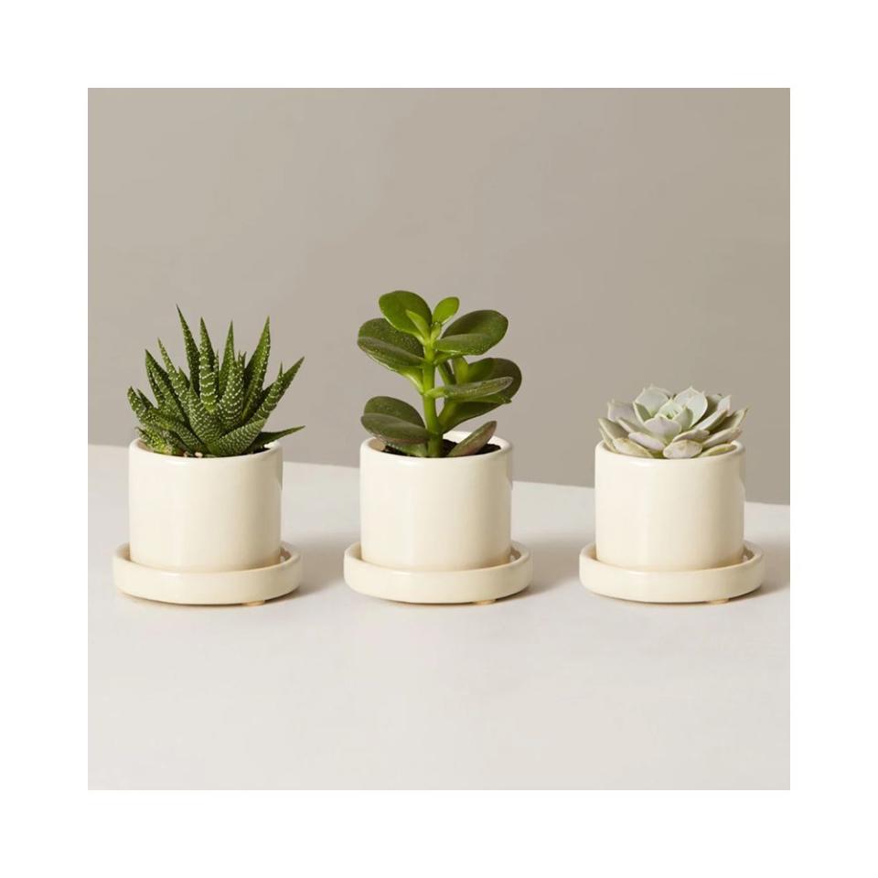<p><a href="https://go.redirectingat.com?id=74968X1596630&url=https%3A%2F%2Fwww.thesill.com%2Fproducts%2Fpotted-succulent-assortment&sref=https%3A%2F%2Fwww.elle.com%2Ffashion%2Fshopping%2Fg34208929%2Fgift-ideas-for-college-students%2F" rel="nofollow noopener" target="_blank" data-ylk="slk:Shop Now;elm:context_link;itc:0;sec:content-canvas" class="link ">Shop Now</a></p><p>Succulent Assortment with Planters</p><p>thesill.com</p><p>$82.00</p>