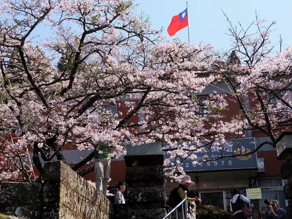 阿里山派出所前櫻花，搭配國旗同框更有層次感。(Photo via Wikimedia, by lienyuan lee, License: CC BY 3.0，圖片來源：https://commons.wikimedia.org/wiki/File:Cherry_blossoms_in_front_of_Alishan_Police_Station_20150318b.jpg)