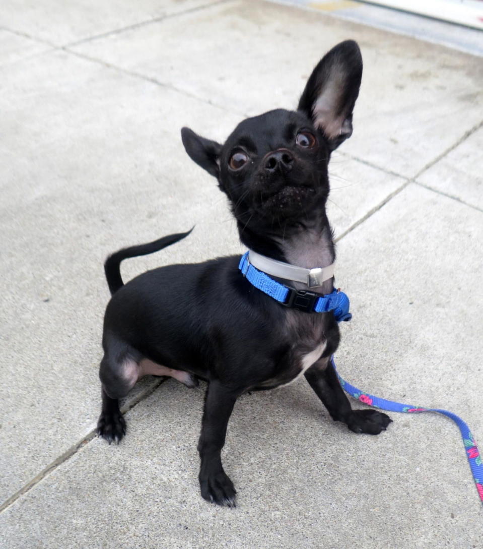 Puppy power: This adorable pooch, called Carpe Diem, pulled some serious moves for the camera in order to get himself adopted this week