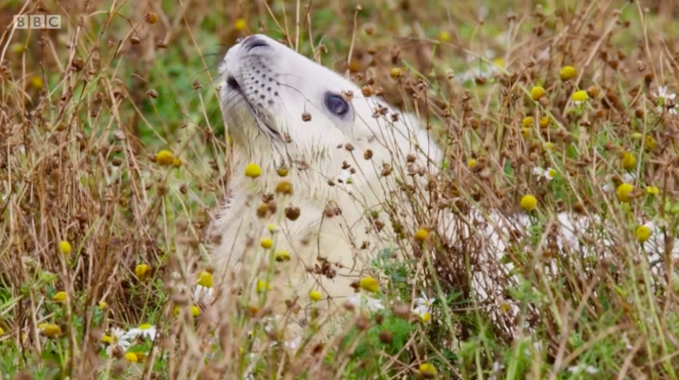 <p>Running from Tuesday 19th to Friday 29th January 2021, <a href="https://www.countryliving.com/uk/wildlife/countryside/a30620288/winterwatch/" rel="nofollow noopener" target="_blank" data-ylk="slk:Winterwatch;elm:context_link;itc:0;sec:content-canvas" class="link ">Winterwatch</a> will have a number of live animal cams running 24/7. "We’ll have the cameras we had for <a href="https://www.countryliving.com/uk/wildlife/countryside/a23632890/autumnwatch/" rel="nofollow noopener" target="_blank" data-ylk="slk:Autumnwatch;elm:context_link;itc:0;sec:content-canvas" class="link ">Autumnwatch</a> on the Isle of May in Scotland keeping an eye on the <strong>seals</strong>," said presenter Iolo Williams. "We’ll also have some other live cameras. I’m not allowed to reveal exactly where but they will be surprising. I’ll drop a little hint: some of them will be underwater."</p><p><a class="link " href="https://www.bbc.co.uk/programmes/p012msk2" rel="nofollow noopener" target="_blank" data-ylk="slk:MORE INFO;elm:context_link;itc:0;sec:content-canvas">MORE INFO</a><br></p>