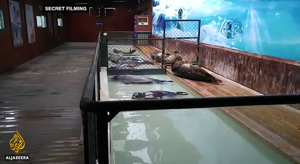 有內地水族館將被視為不適宜表演的動物放在淺水箱中等死。