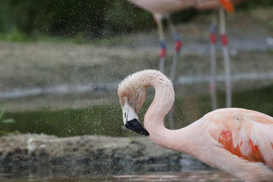 A flamingo shaking its head and releasing water droplets