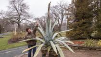 Halifax's massive century plant stops growing because it's too cold