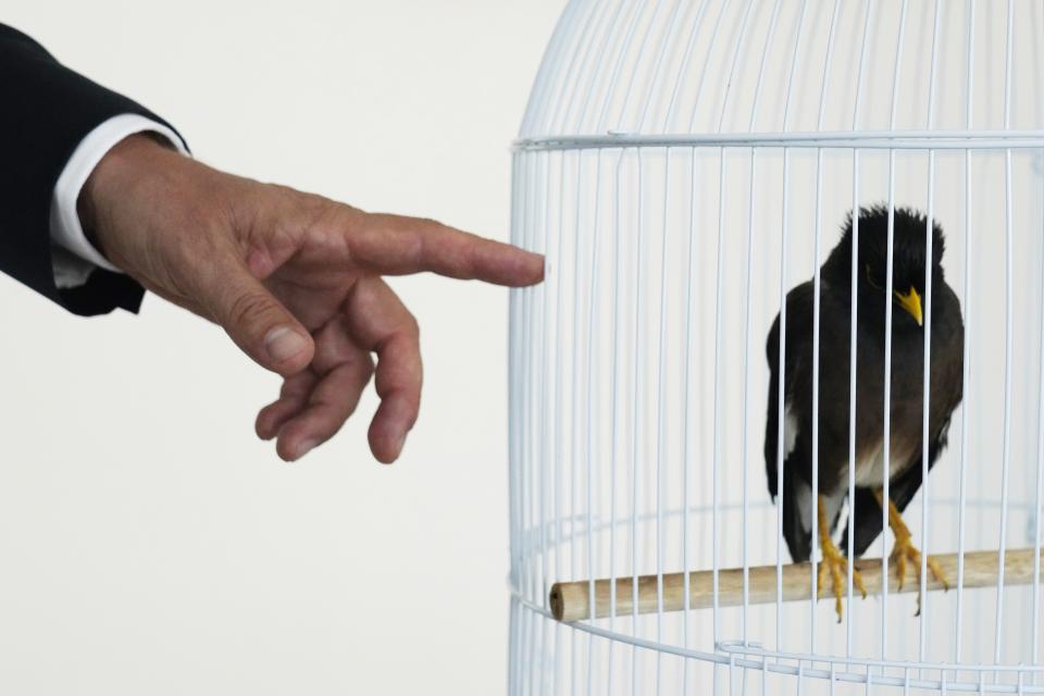 French Ambassador to the United Arab Emirates, Xavier Chatel reaches out to Juji, a rescued yellow-beaked mynah carried into the United Arab Emirates by a fleeing Afghan refugee, in Abu Dhabi, United Arab Emirates, Sunday, Oct. 10, 2021. The small bird rescued from Kabul by Chatel, during France’s frantic evacuations has touched a global nerve, providing an uplifting counterpoint to the crises afflicting Afghanistan amid the Taliban takeover. (AP Photo/Jon Gambrell)