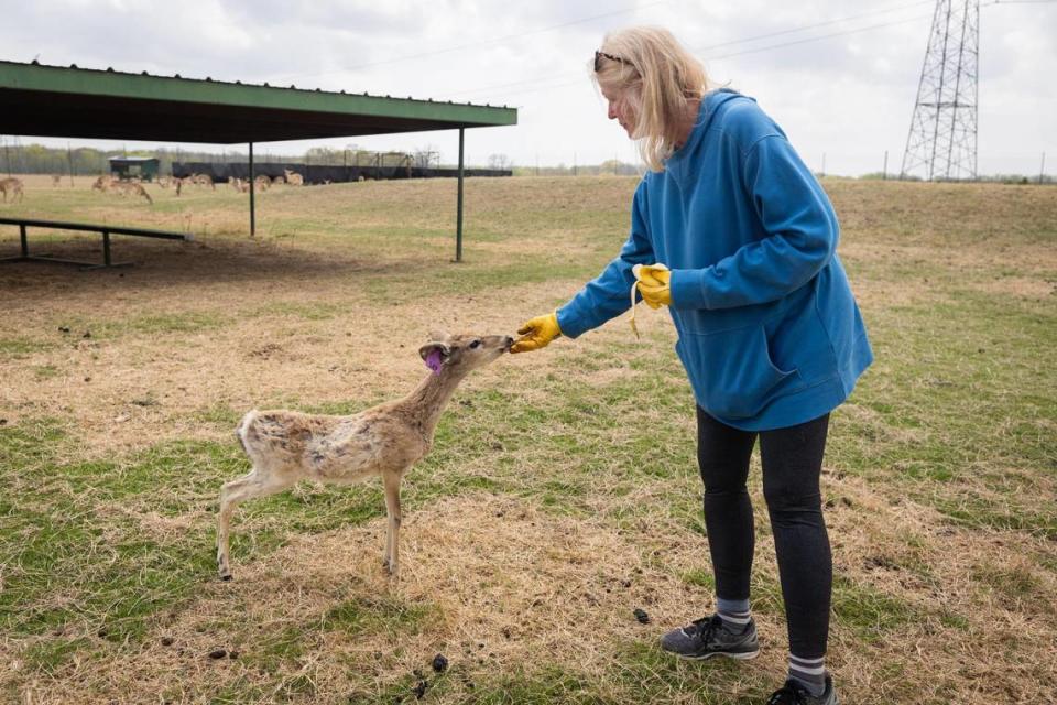 In this April 2022 file photo, Maree Lou Williams, ranch manager of RW Trophy Ranch east of Dallas, gives snacks to a doe fawn. Deer from the farm tested positive for chronic wasting disease.