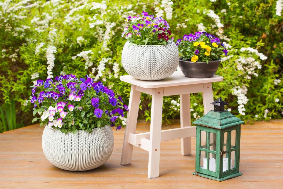 Beautiful pansy summer flowers in flowerpots in garden